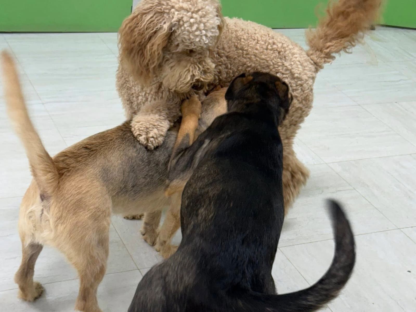 Real PET5150 boarding dogs playing together