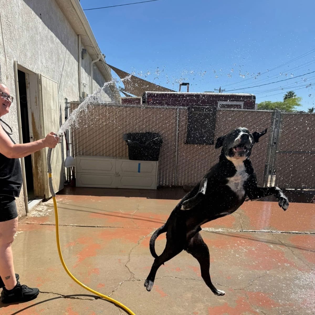 PET5150 boarding dog playing during outdoor time