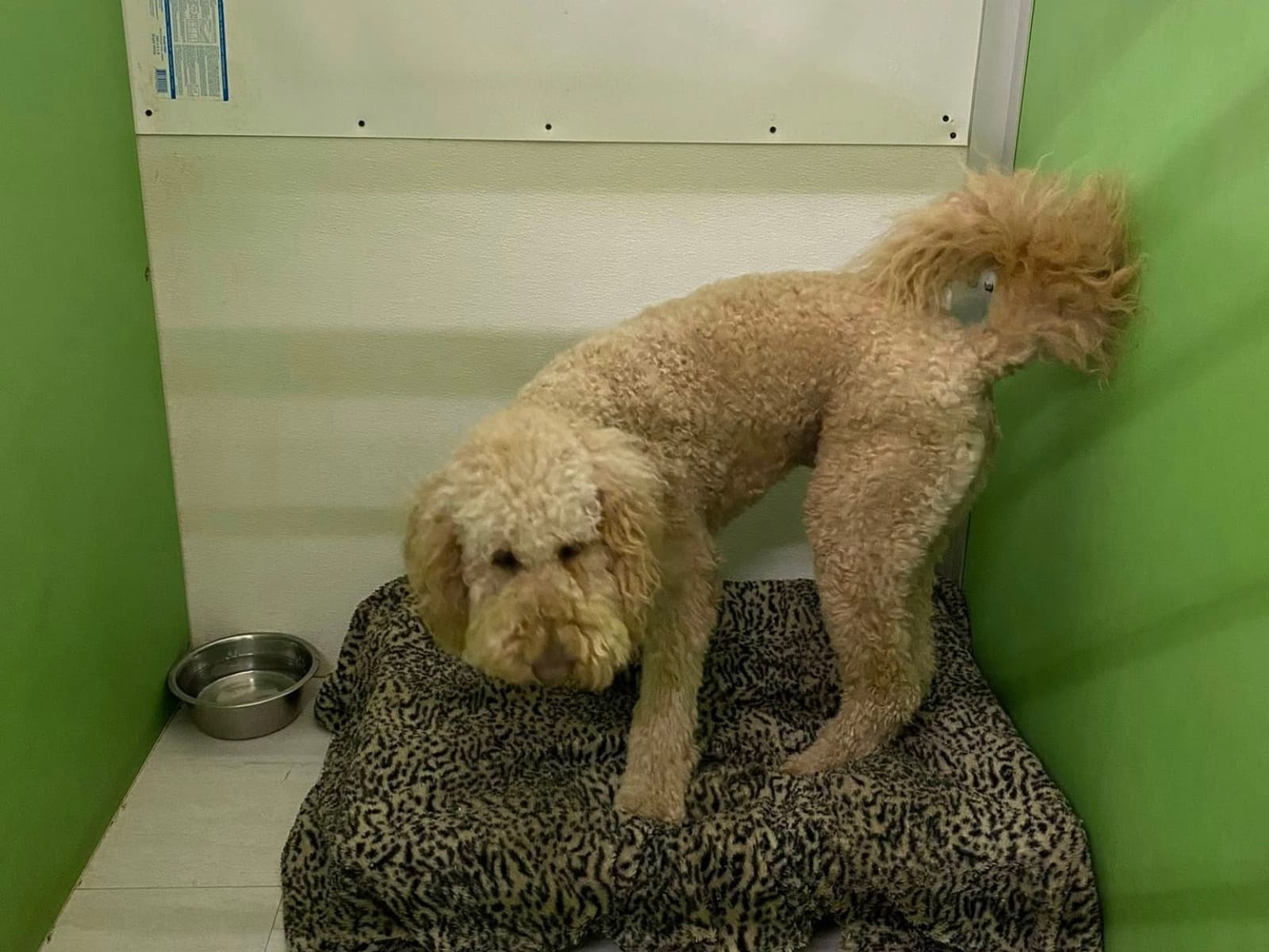 Dog resting inside PET5150 boarding space